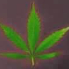 max b shawty lo tate mcrae