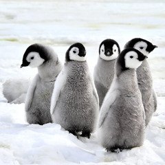 Penguins