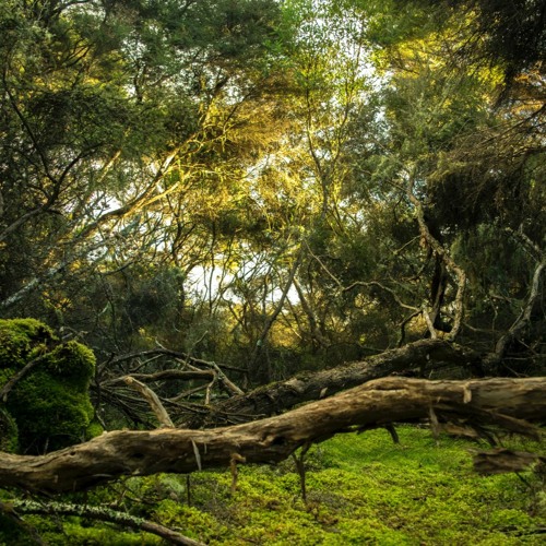 Forest 03