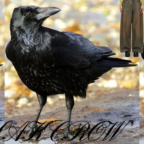 Acne * macroblakcrow