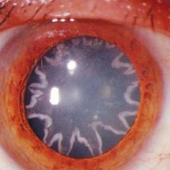 Techdeck Freestyle (++jwall)