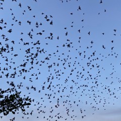230612 · 5:55 am ·  Etang Des Landes (Creuse, France) · Flocks of Common Starlings