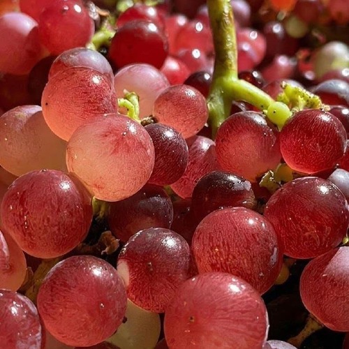 HoneyMel :  sip into something soft  - 17 Juin 2025