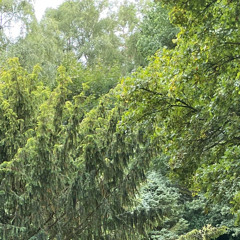 Its A Sin To Tell A Lie - 1920s Cover