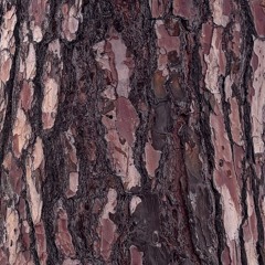 sharks prod xxyymmtt n me