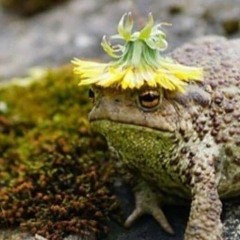 froggo ina flower hat
