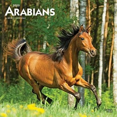 Get PDF EBOOK EPUB KINDLE Arabians 2020 12 x 12 Inch Monthly Square Wall Calendar, Animals Horses by