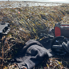 Life in seaweed on the beach