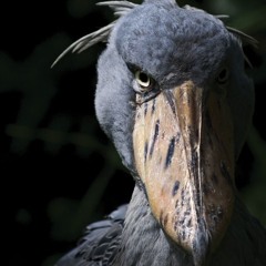 dont understand (prod kd • subaiel)