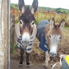 The Light You Forgot Was Yours