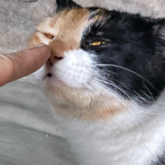 Suicide Boys - Avalon (Shogun Remix)