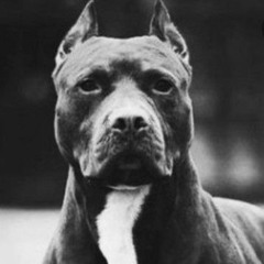 miami -Get at me Dog mp3