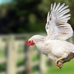 Tragedin om Flygande Jacob