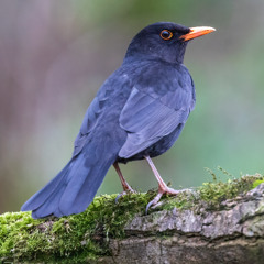 Blackbird Song With Green Woodpecker Mimic - MixPre-8000