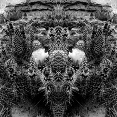 The Orchid Paradox - Hard to Love