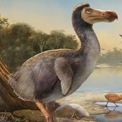 Dodo bird
