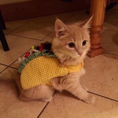 yabdiel - taco