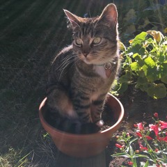 photosynthesis type beat