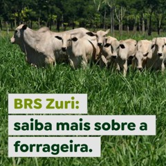 BRS Zuri: saiba mais sobre a forrageira
