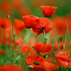 The Most Powerful Version - Sabaton - Great War