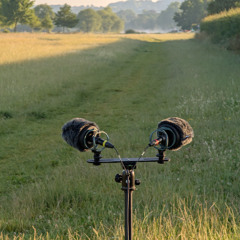 Cookham Common - pair of Sennheiser MKH 8040 with Radius windshields and suspension