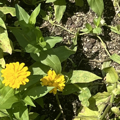 [cover] 우효 - 민들레