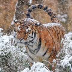 desire satisfaction... prod. Aki