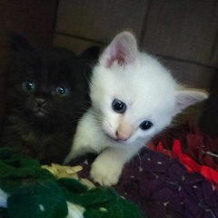 No Va Ah Salir  - PLAN MTZ -