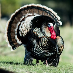 Panhandle Afield: Wild Turkey Research