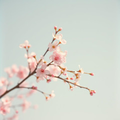 Blossom Serenade