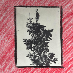 WH-02 Goldfinch Warbler