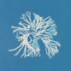 bizarre - harvinthebooth [Free DL]