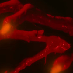 ENDOFLINE - AFFLICTED