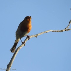 Rougegorge familier (Erithacus rubecula) à Saint-Ulfrant, un 12 mai 2024