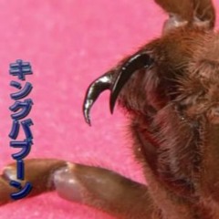 ☣ charli xcx ☣ claws ☣ skellita pop treadggaeton remix ☣