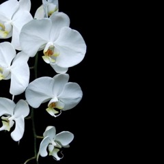 Justin Thomas - Orchids - Deep and Organic House - Local Underground RDG