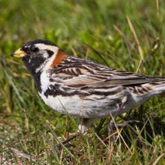 Lapland Longspur