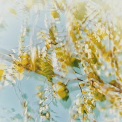 Synchronicity Series .005 - Undergrowth