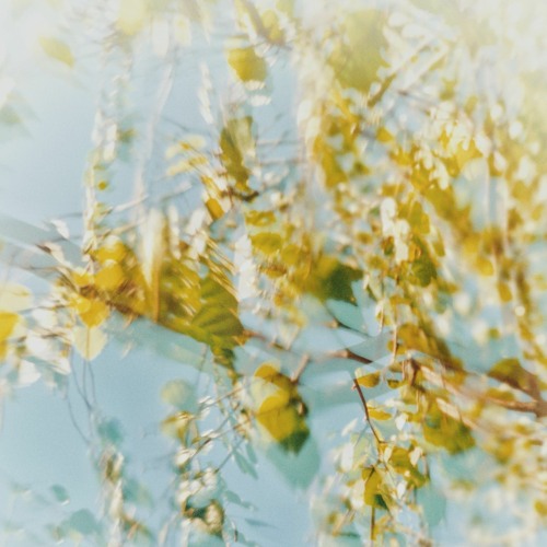 Synchronicity Series .005 - Undergrowth