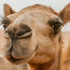 Camel