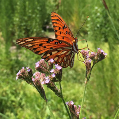 BUTTERFLY