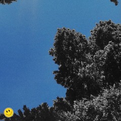 blue skies & grey trees