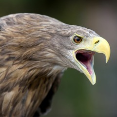White-tailed eagle call