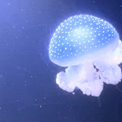 ambientserum