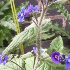NeTTles (everyone Around Us) Demo