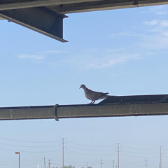 dove (feat. yungcray)