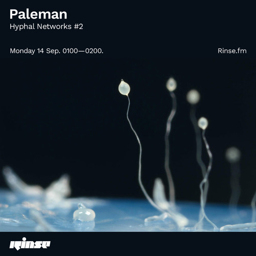 Paleman Hyphal Networks #2