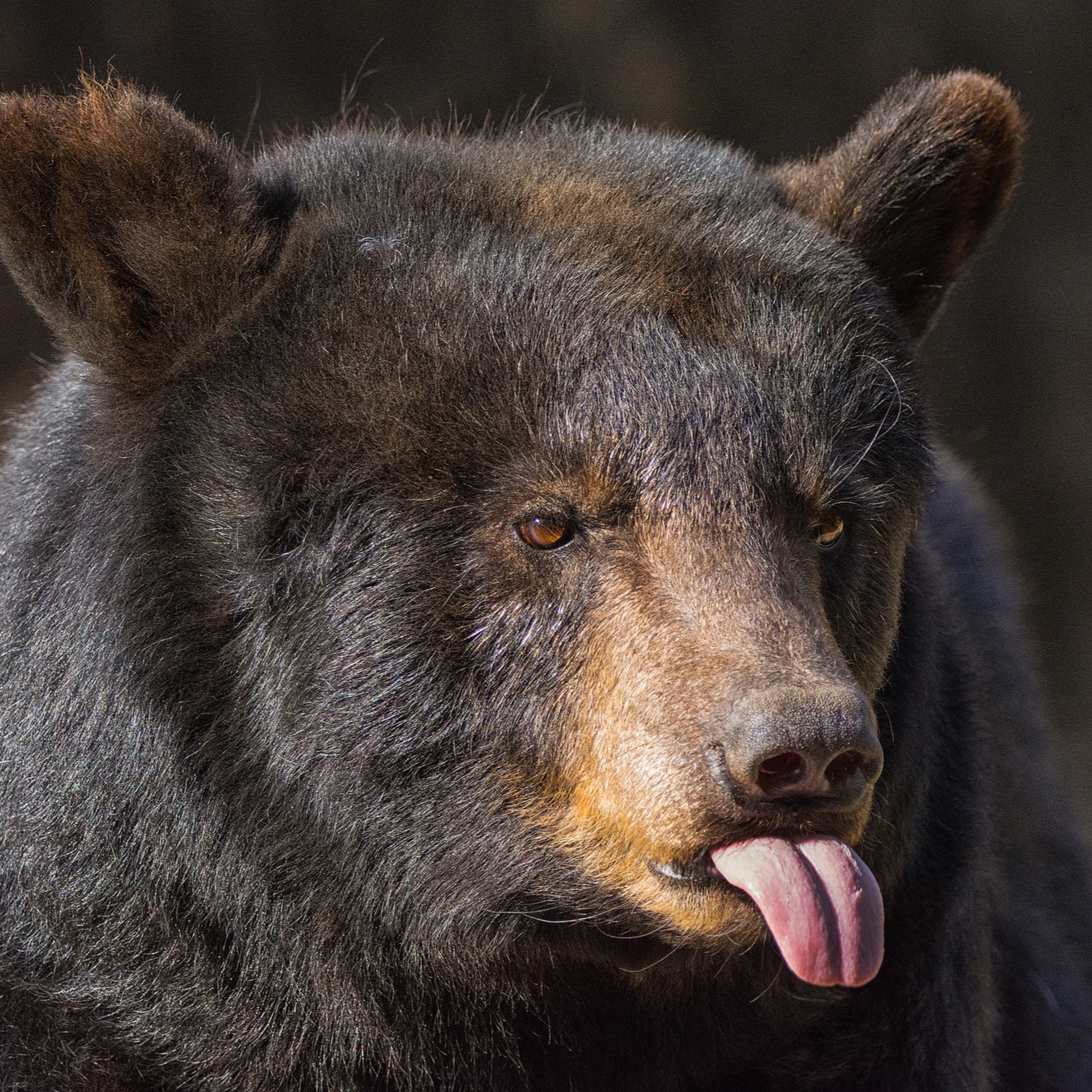 Bear Wisdom Informational Call 3.4.22