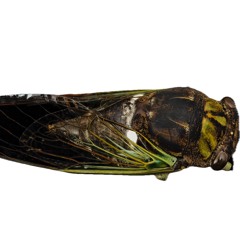 Cicadas: Swamp Or Morning Cicada, Song
