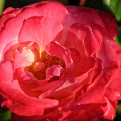 DJ Glaze EmbodyDance Mix 4 3 25: Rosy